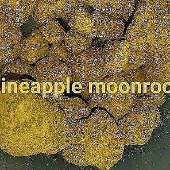 weediquette dispensary weediquette